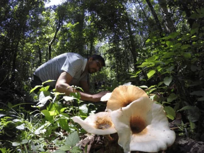 Jako Pieterse with mushrooms during Ecosoil’s early founder journey