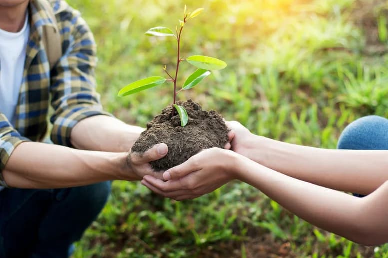 Hands holding living soil and a young green plant