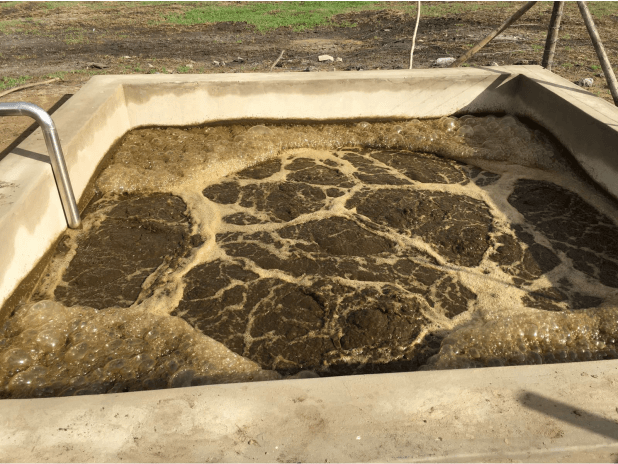 making compost tea from dairy manure