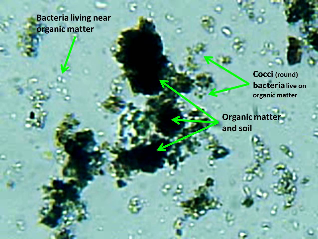 What is Compost Tea? Ecosoil