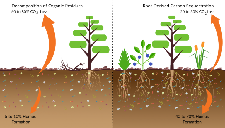 Soil Building Process - Ecosoil