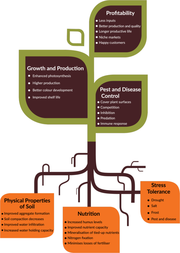 Ecosoil - Benefits of soil and foliar applications of compost tea