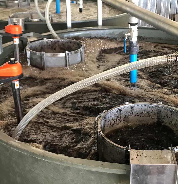 Compost tea systems