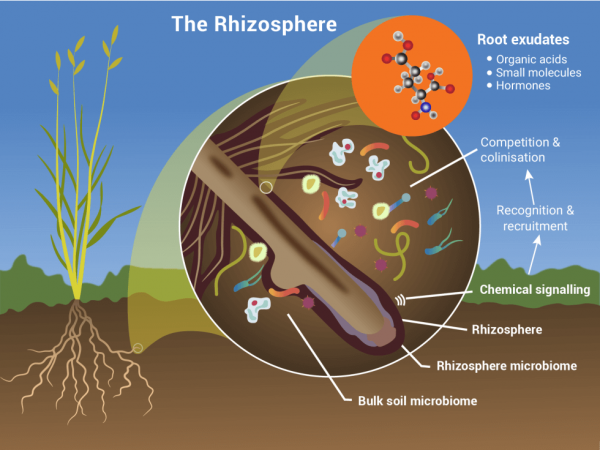 Ecosoil__Rhizospehe chemical root signalling